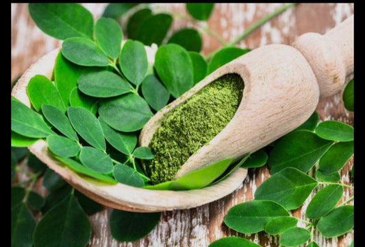 Moringa oleifera Powder