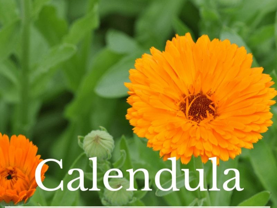 High Vibration Calendula Glow Oil