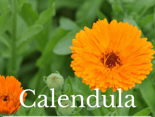 Calendula (officinalis)
